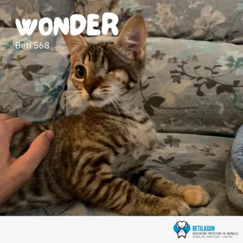 Wonder – en preadopción, Mixed Breed for adoption at Betilagun