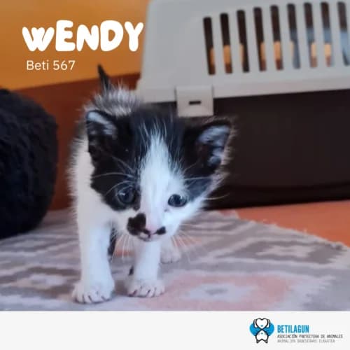 Wendy, Mixed Breed for adoption at Betilagun