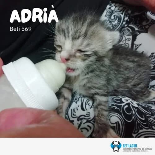 Adrià, Mixed Breed for adoption at Betilagun