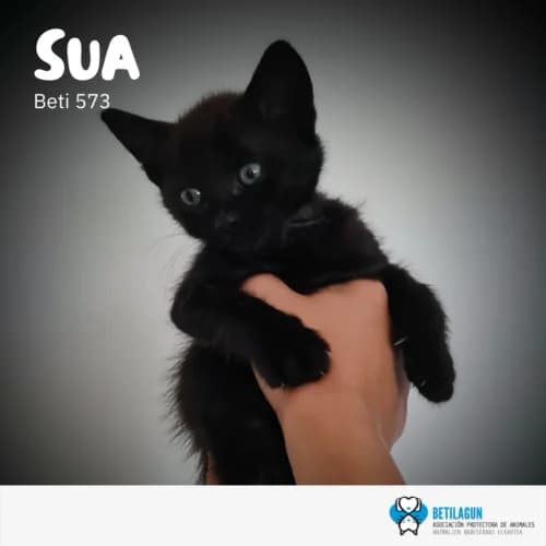 Sua, Mixed Breed (Betilagun)