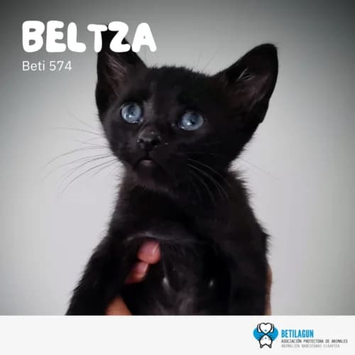 Beltza – en preadopción, Mixed Breed for adoption at Betilagun