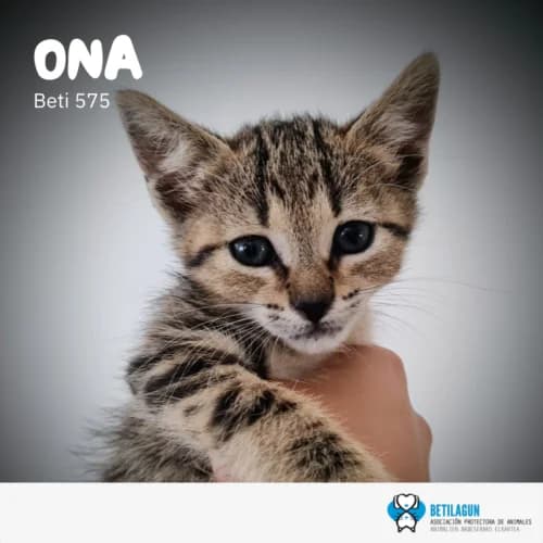 Ona, Mixed Breed (Betilagun)