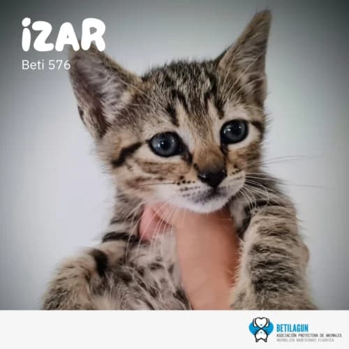 Izar, Mixed Breed (Betilagun)