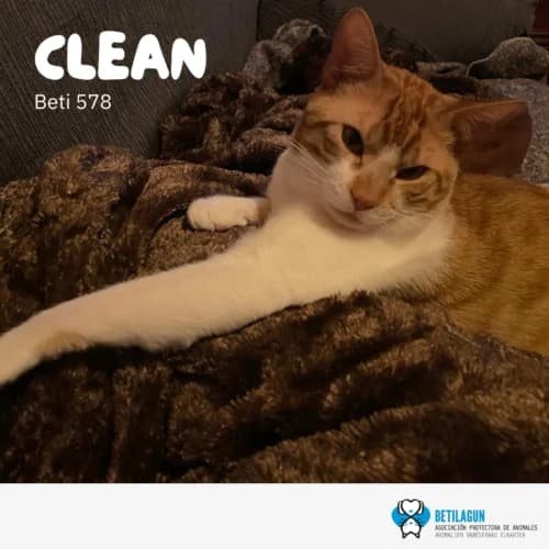 Clean, Mixed Breed (Betilagun)