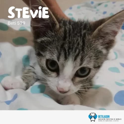 Stevie, Mixed Breed (Betilagun)