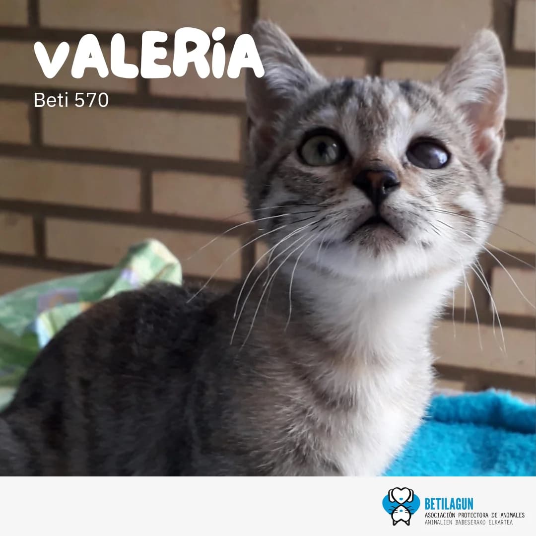 Valeria – en preadopción, Mixed Breed for adoption at Betilagun