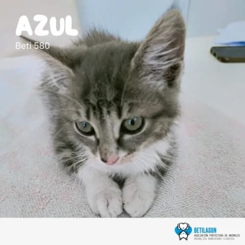 Azul, Mixed Breed (Betilagun)