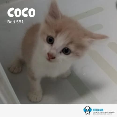 Coco – en preadopción, Mixed Breed (Betilagun)