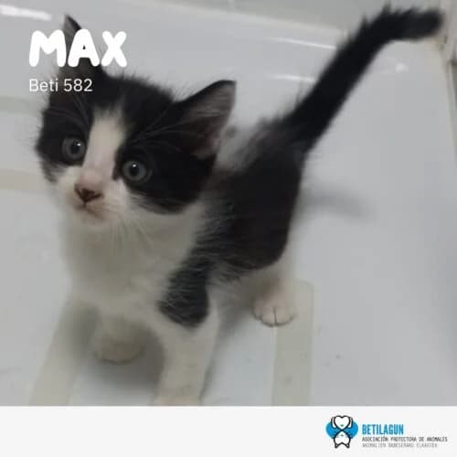Max, Mixed Breed (Betilagun)