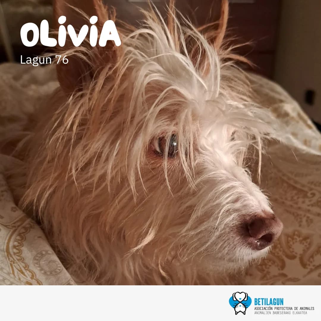 Olivia – en preadopción, Mixed Breed for adoption at Betilagun