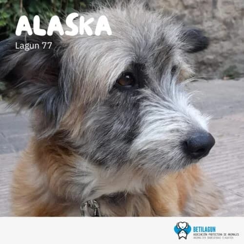 Alaska – en preadopción, Mixed Breed for adoption at Betilagun