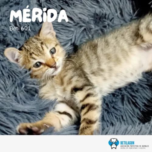 Mérida – en preadopción, Mixed Breed (Betilagun)