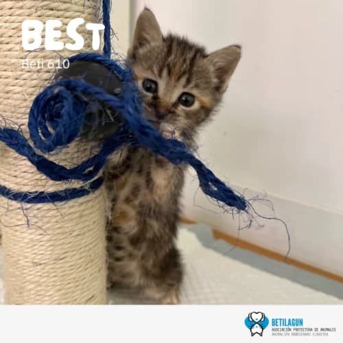 Best – en preadopción,  Mixed Breed for adoption at Betilagun