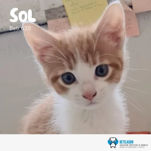 Sol – en preadopción, Mixed Breed (Betilagun)