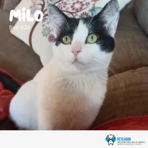 Milo – en preadopción, Mixed Breed (Betilagun)