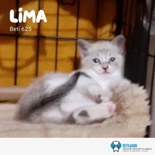 Lima – en preadopción, Mixed Breed (Betilagun)