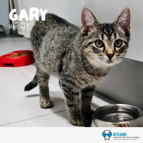 Gary – en preadopción, Mixed Breed (Betilagun)