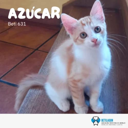 Azúcar, Mixed Breed (Betilagun)