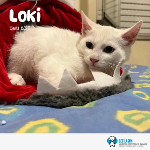 Loki – en preadopción, Mixed Breed (Betilagun)