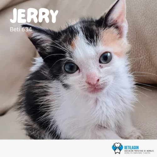 Jerry – en preadopción, Mixed Breed (Betilagun)