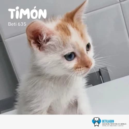 Timón – en preadopción, Mixed Breed (Betilagun)