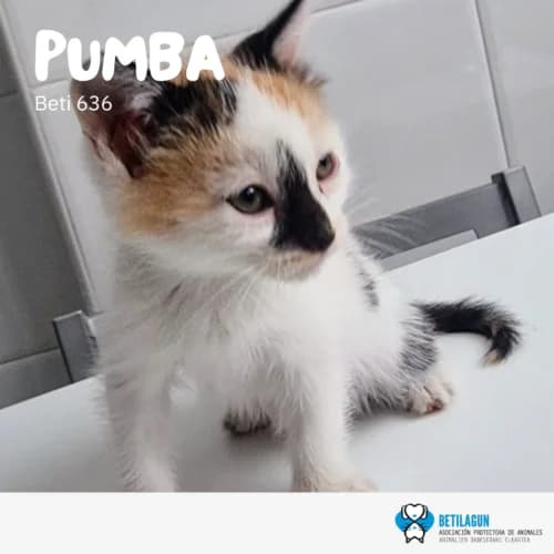 Pumba – en preadopción, Mixed Breed (Betilagun)