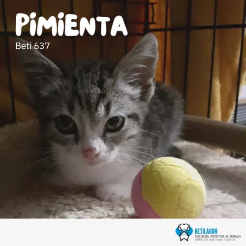 Pimienta – en preadopción, Mixed Breed (Betilagun)