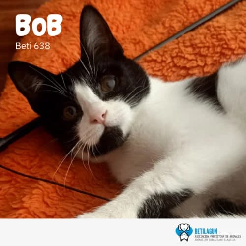 Bob – en preadopción, Mixed Breed (Betilagun)