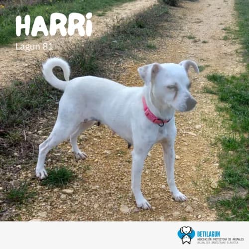 Harri –,  Mixed Breed for adoption at Betilagun