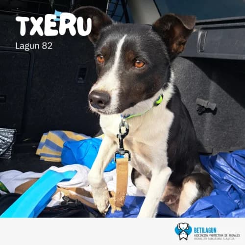 Txeru –,  Mixed Breed for adoption at Betilagun