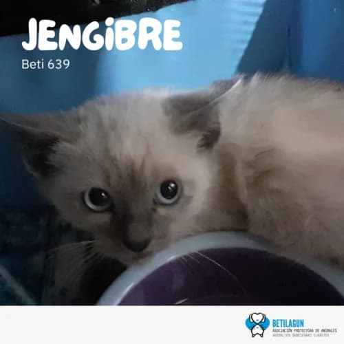 Jengibre – en preadopción,  Mixed Breed for adoption at Betilagun