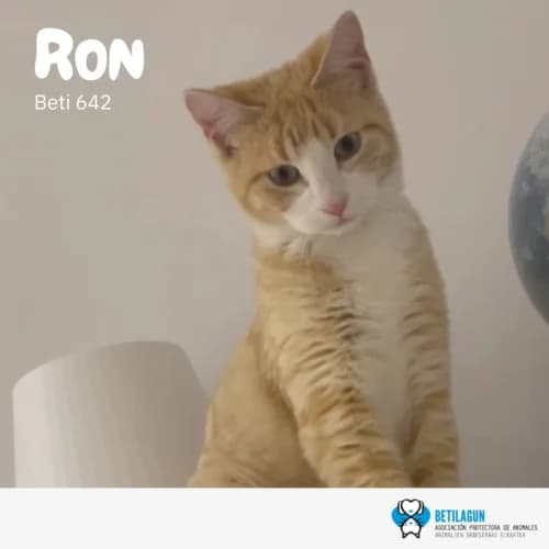 Ron, Mixed Breed (Betilagun)
