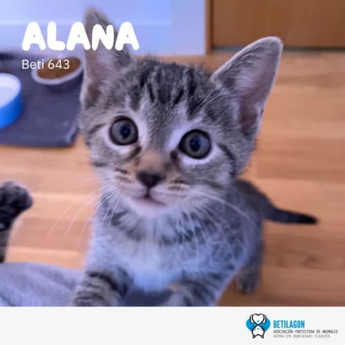 Alana, Mixed Breed (Betilagun)
