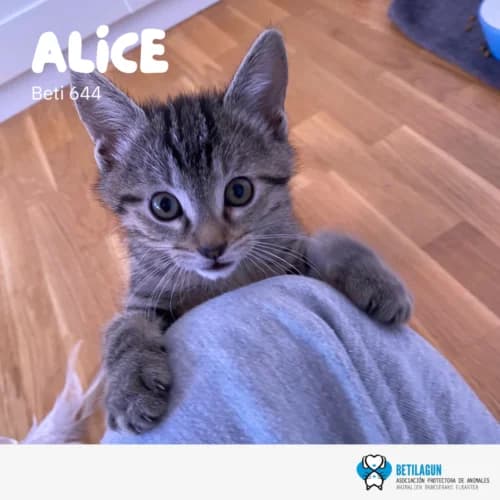 Alice –, Mixed Breed (Betilagun)