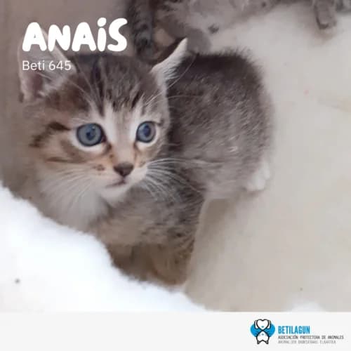 Anais –, Mixed Breed (Betilagun)