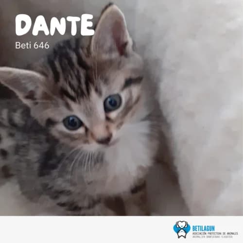 Dante –, Mixed Breed (Betilagun)