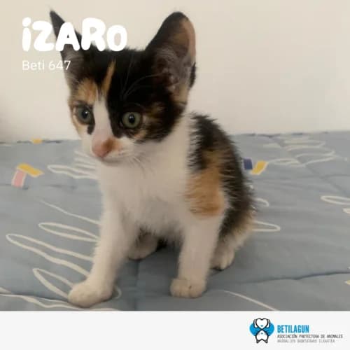 Izaro –, Mixed Breed (Betilagun)