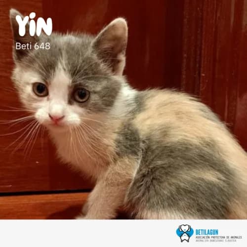 Yin – en preadopción, Mixed Breed (Betilagun)