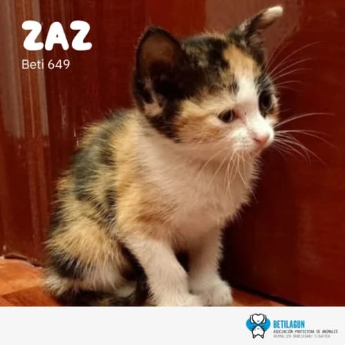 Zaz – en preadopción, Mixed Breed (Betilagun)
