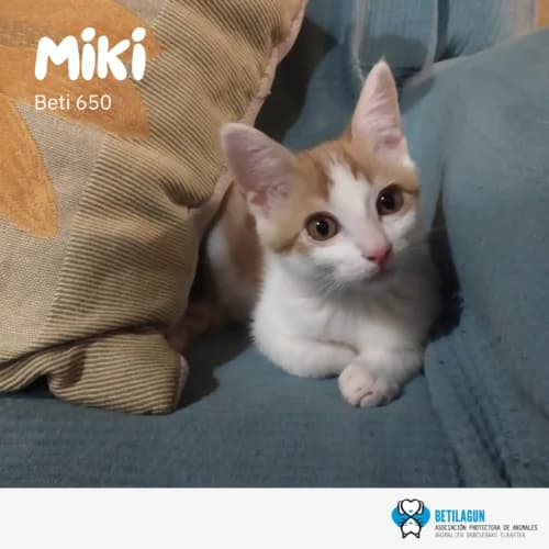 Miki –, Mixed Breed (Betilagun)