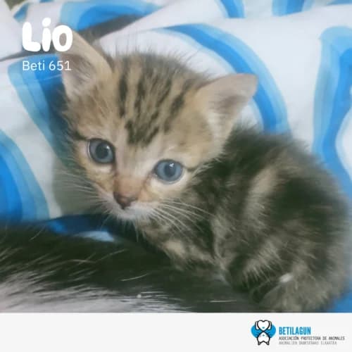 Lio, Mixed Breed (Betilagun)