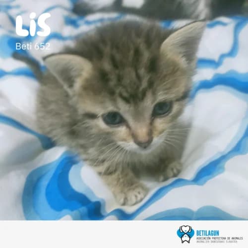 Lis, Mixed Breed (Betilagun)