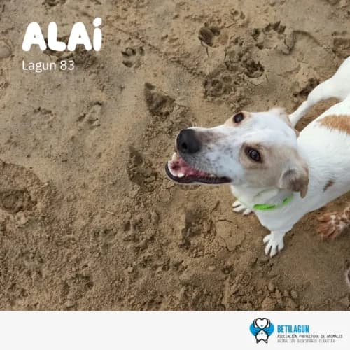 Alai –,  Mixed Breed for adoption at Betilagun