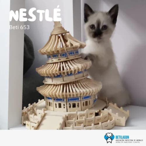 Nestlé –, Mixed Breed (Betilagun)