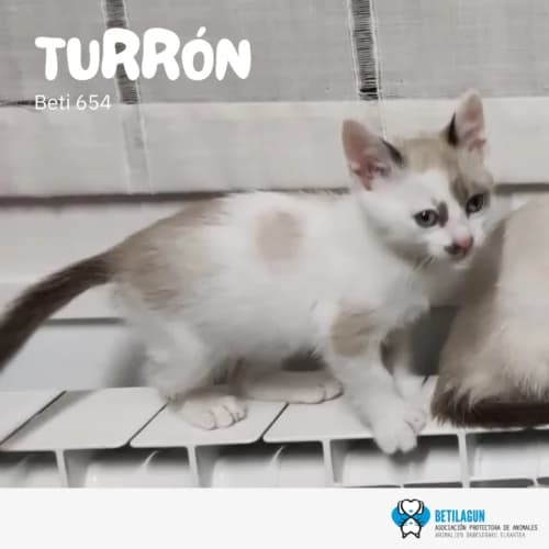 Turrón – en preadopción, Mixed Breed (Betilagun)