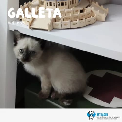 Galleta – en preadopción, Mixed Breed (Betilagun)