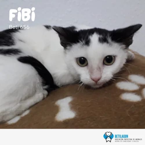 Fibi – en preadopción, Mixed Breed (Betilagun)