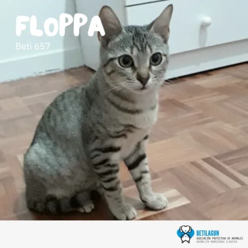 Floppa, Mixed Breed (Betilagun)