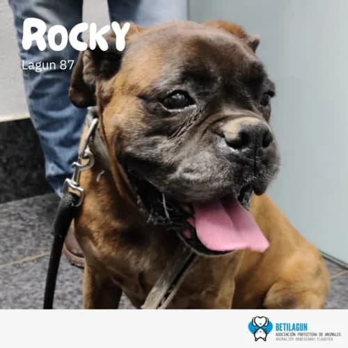 Rocky –, Mixed Breed (Betilagun)
