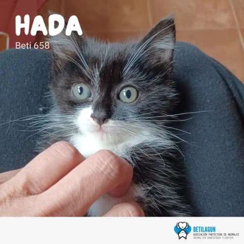 Hada – en preadopción, Mixed Breed (Betilagun)